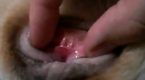 incredible,beastiality